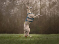 Trucje van een hond die rechtop staat met zijn voorpoten in de lucht, de hond draagt een anti-ontsnappingsharnas.