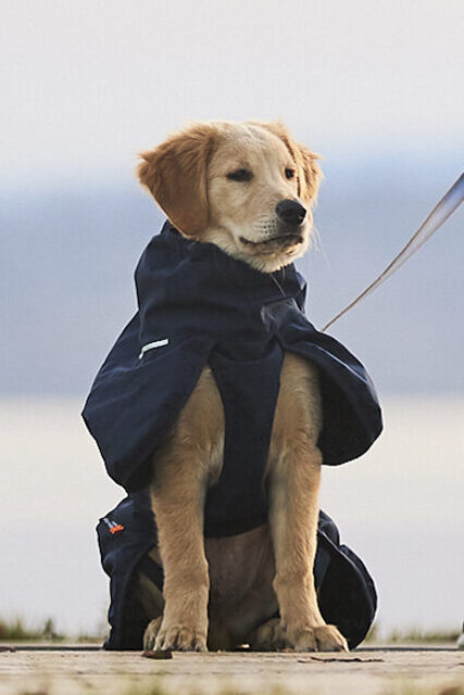 Golden retriever puppy met blauwe winterjas en blauwe leiband van Non-stop dogwear.