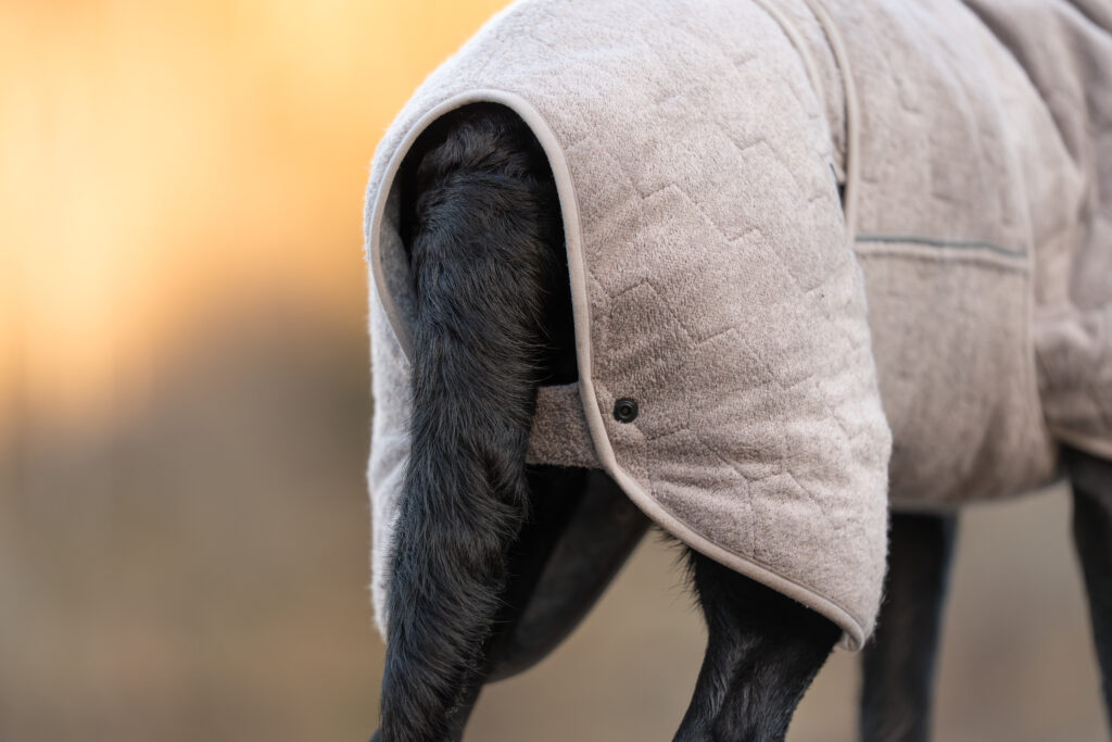 Achterzijde van de badjas voor honden van non-stop dogwear, de riem onder de staart houdt de jas op z'n plaats.