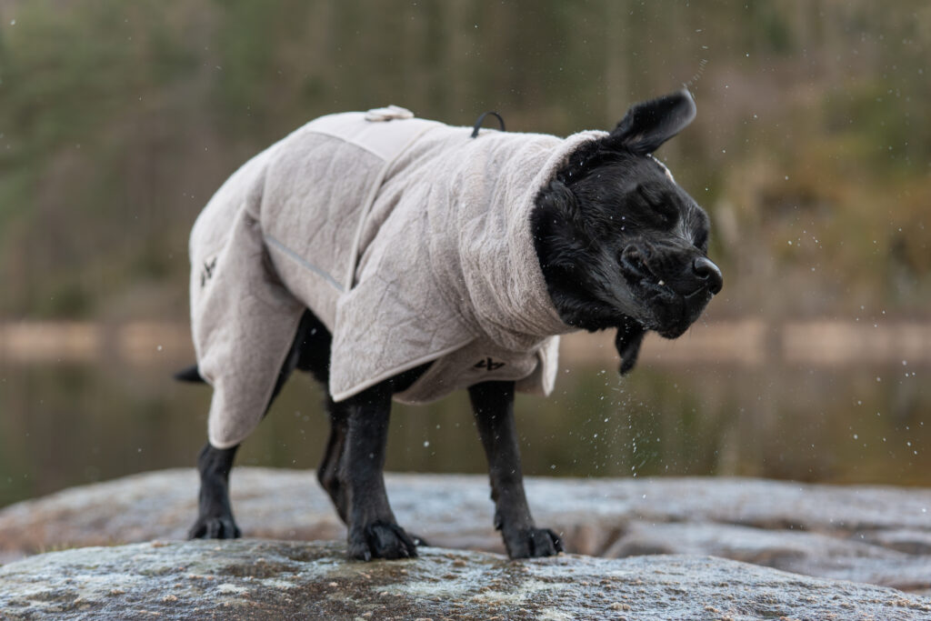 Zwarte labrador die zich aan het uitschudden is terwijl hij een droogjas voor honden aan heeft.