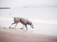 Dalmatiër aan de zee met een hondenbadjas aan.