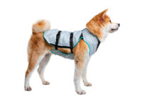 Zijaanzicht van een akita Inu met koelvest voor honden aan.