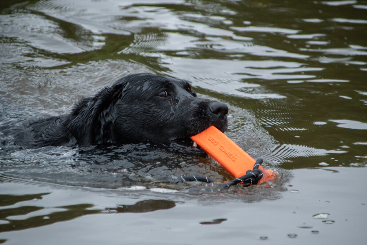 Orion Oranje Zwemmende Labrador JPG Zwarte labrador zwemmend met een oranje speeltje (Orion dummy) in zijn muil.