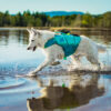 Zwitserse witte herder in een meer met een reddingsvest voor honden aan.