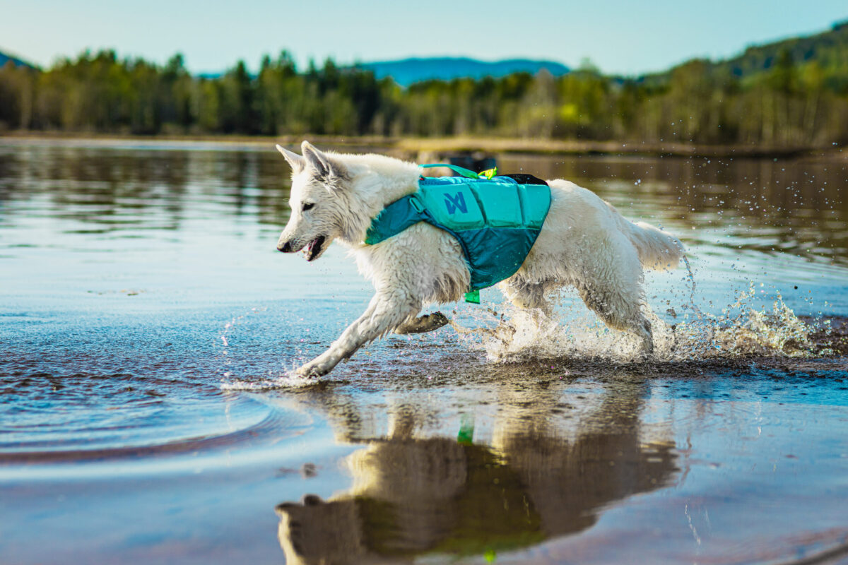 Zwitserse witte herder in een meer met een reddingsvest voor honden aan.