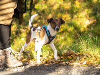 Jack russel (kleine hond) met het Rush harness in de kleur teal, aan het wandelen.