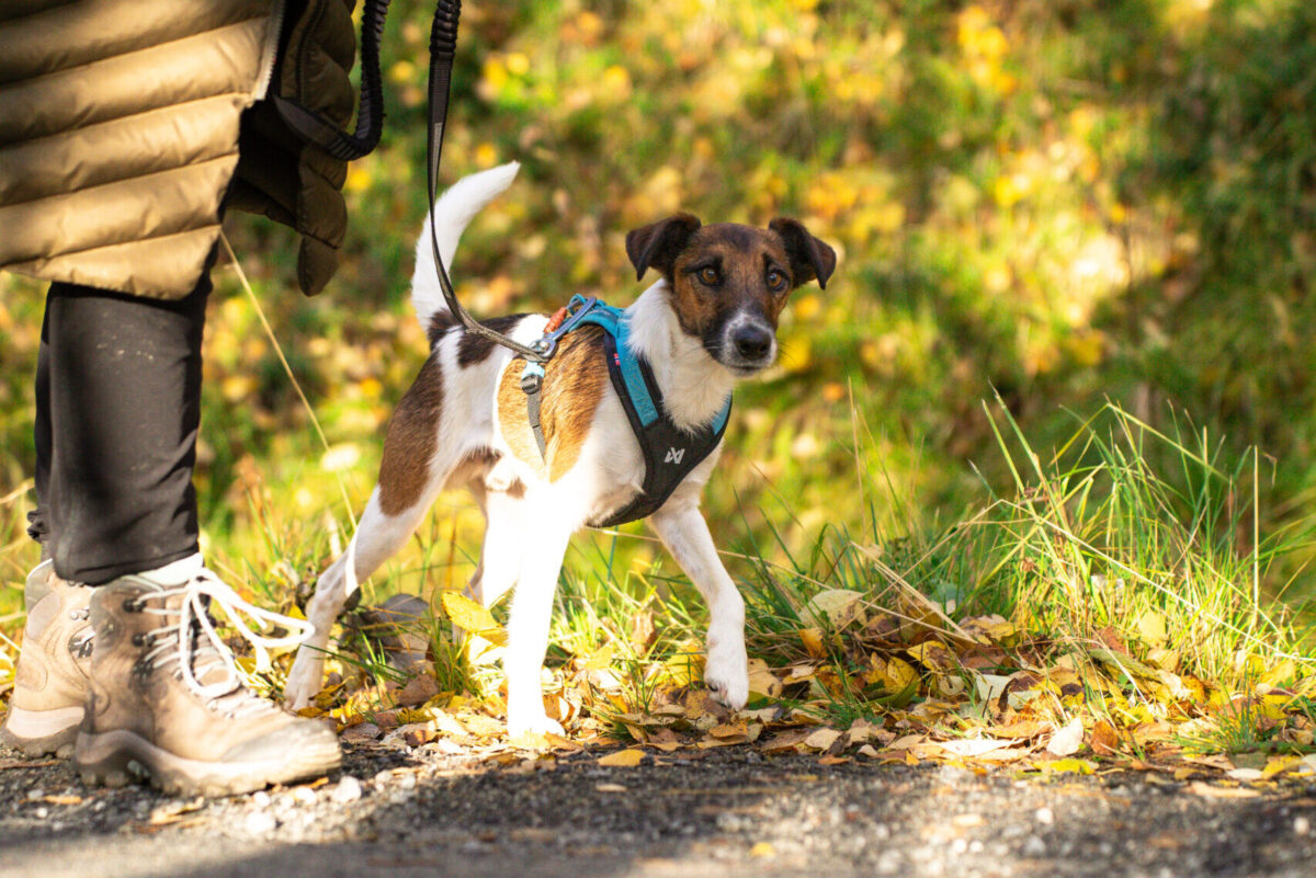 Jack russel (kleine hond) met het Rush harness in de kleur teal, aan het wandelen.