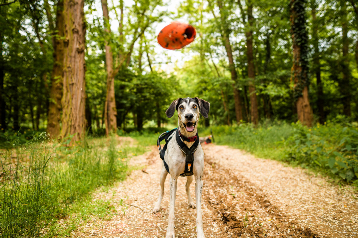 throw toy non-stop dogwear happy dog Blije hond krijgt het hondenspeeltje van Non-stop dogwear toegeworpen in het bos.