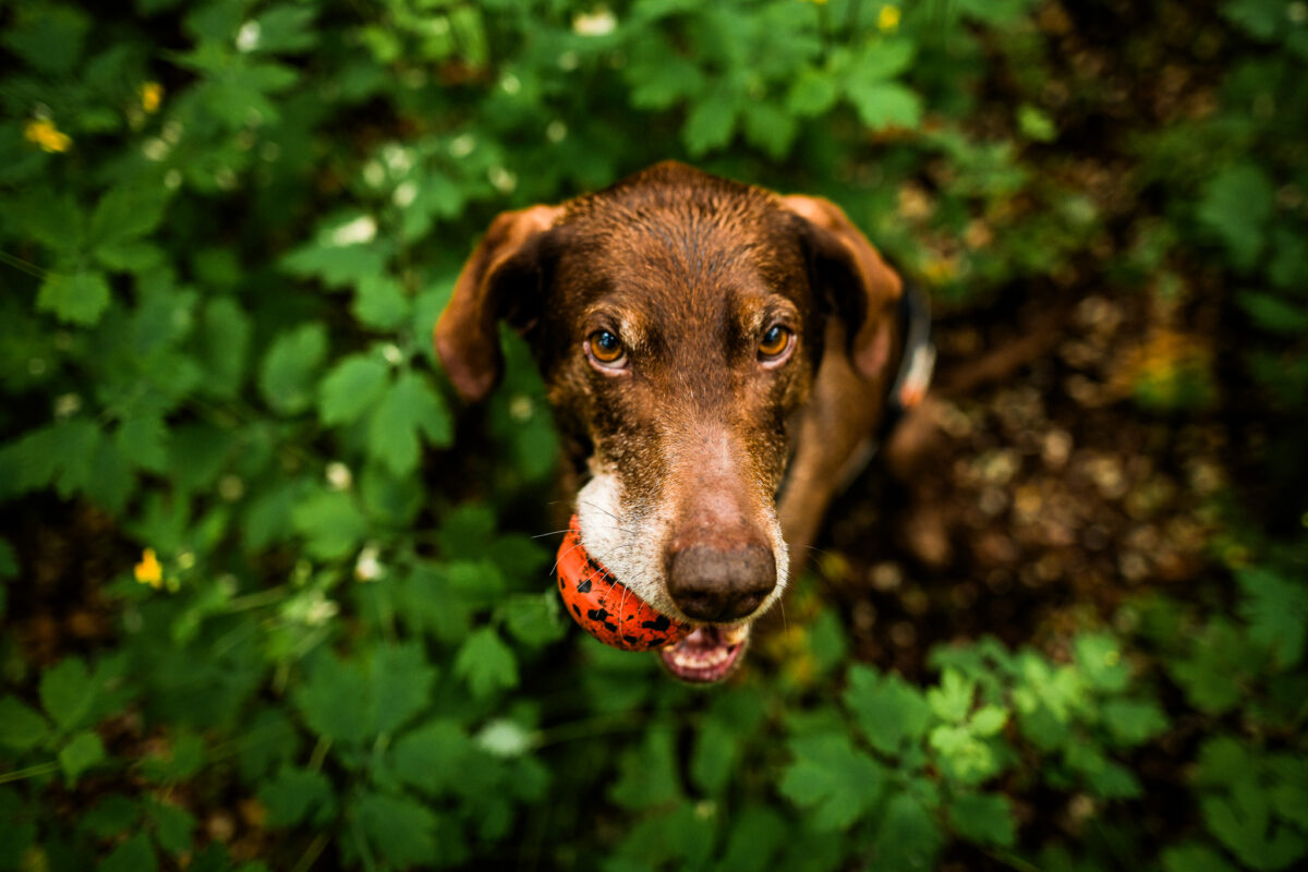 Schattige bruine hond heeft de oranje bal in zijn muil en is omgeven door een groene achtergrond.