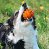 Bordercollie bijt in de stevige hondenbal van Non-stop dogwear