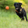 Zwarte labrador met oranje harnas rent in het gras achter de oranje Dog Ball