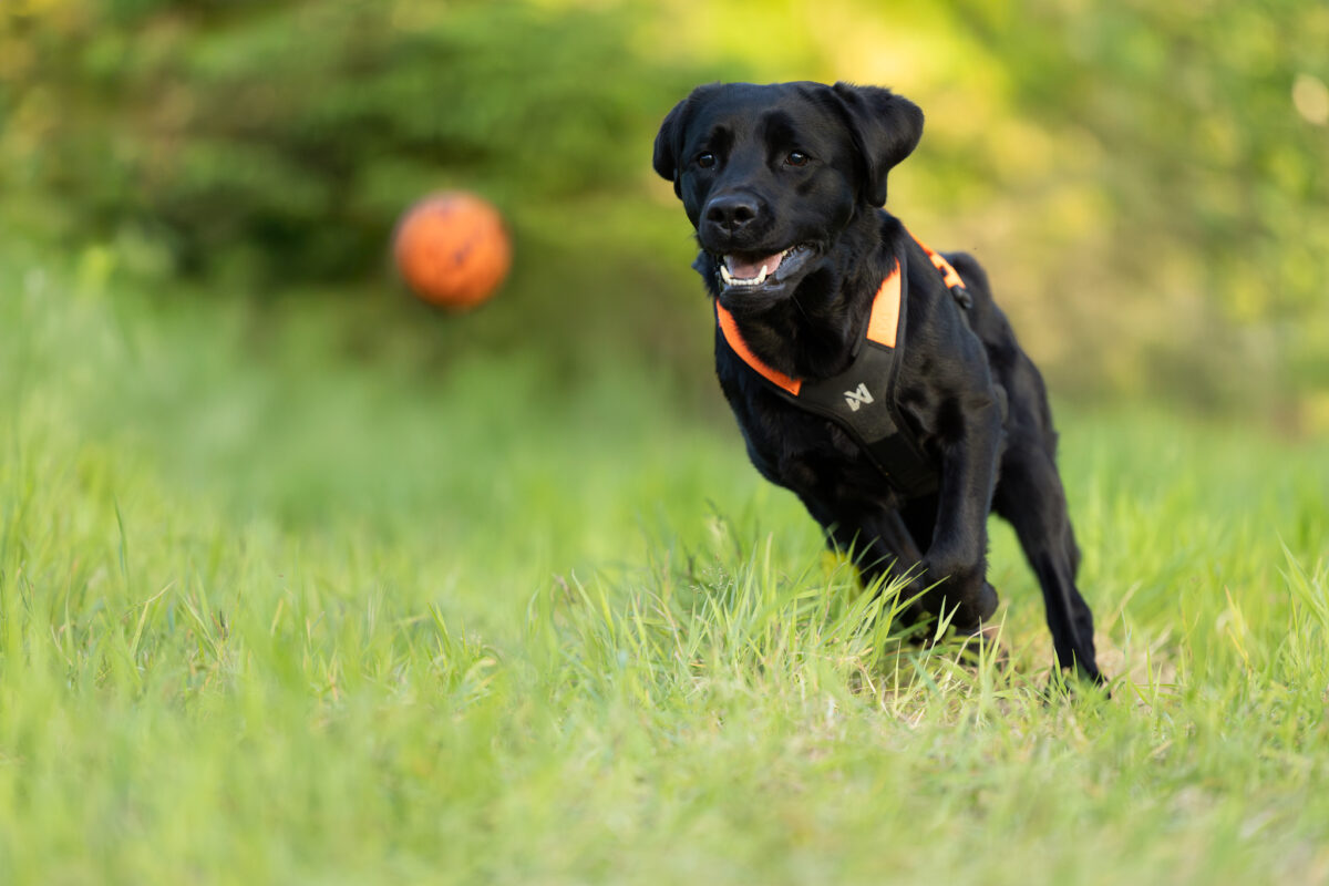 Zwarte labrador met oranje harnas rent in het gras achter de oranje Dog Ball
