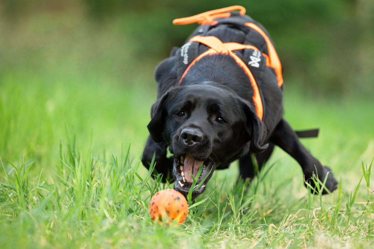 Zwarte labrador gefotografeerd net op het moment dat hij met zijn muil de gespikkelde oranje bal wil pakken.