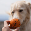 Dog Ball van Non-stop dogwear wordt voor de neus van een hond gehouden.