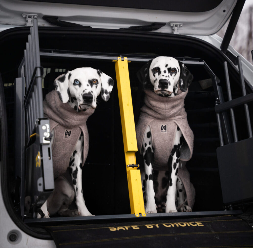 Twee dalmatiërs in hun bench in de koffer van een auto, elk van hen draagt een beige hondenbadjas.