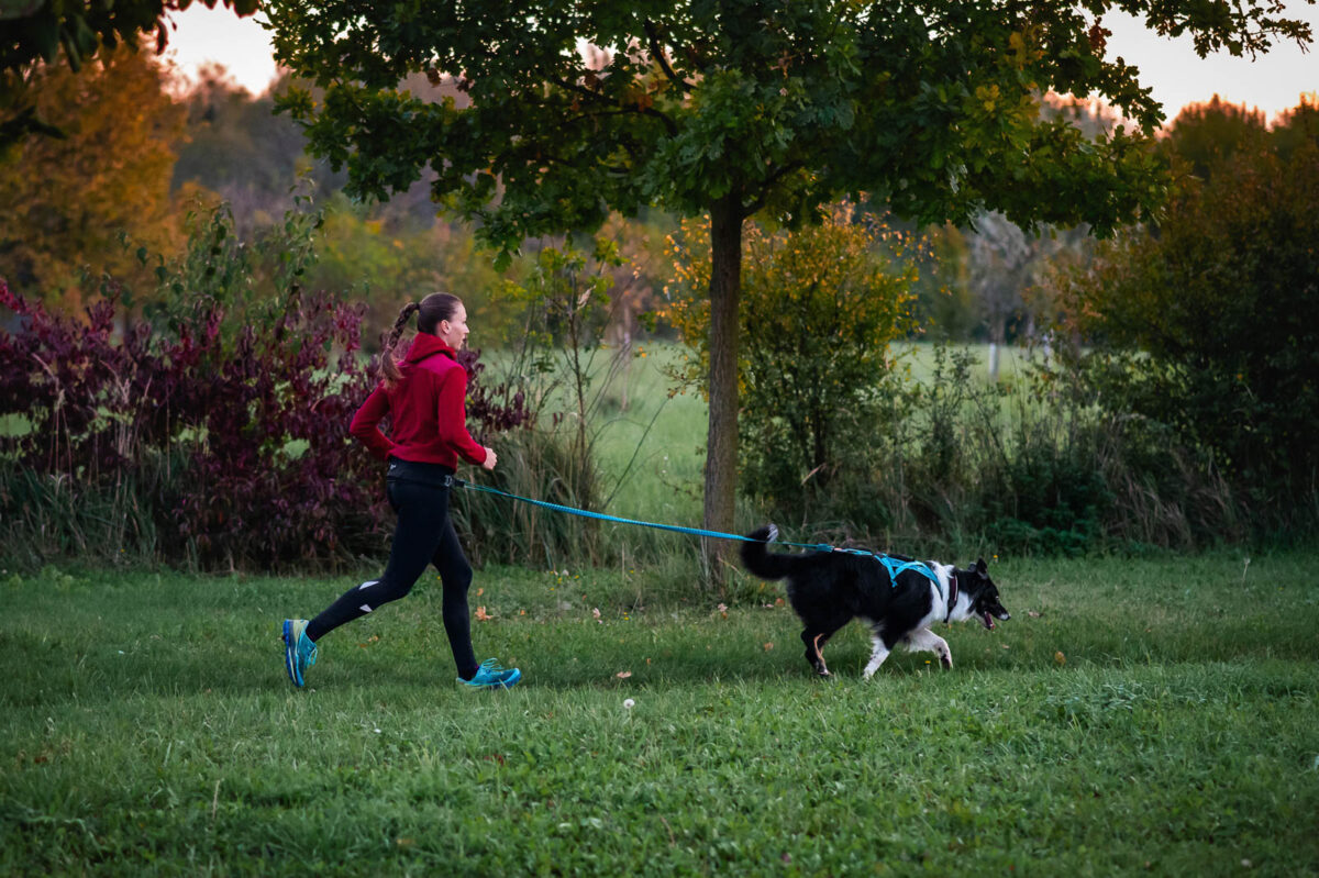 Rennende vrouw met haar border collie die het korte canicross-harnas van Non-stop dogwear draagt in het lichtblauw (teal)