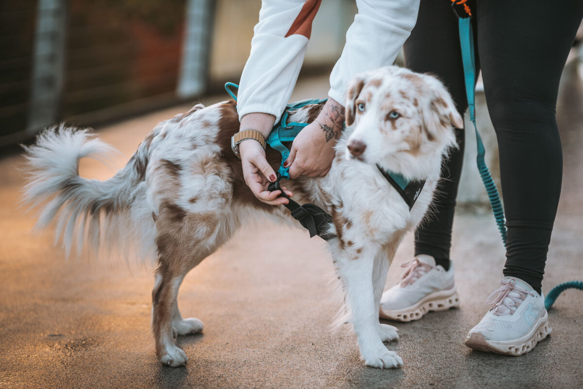 Border Collie trekt het Rush harness van Non-stop dogwear aan. De gespen op de borstriemen worden gesloten.