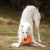Witte barzoi is in spelbuiging met de flying disck van Non-stop dogwear aan het spelen.