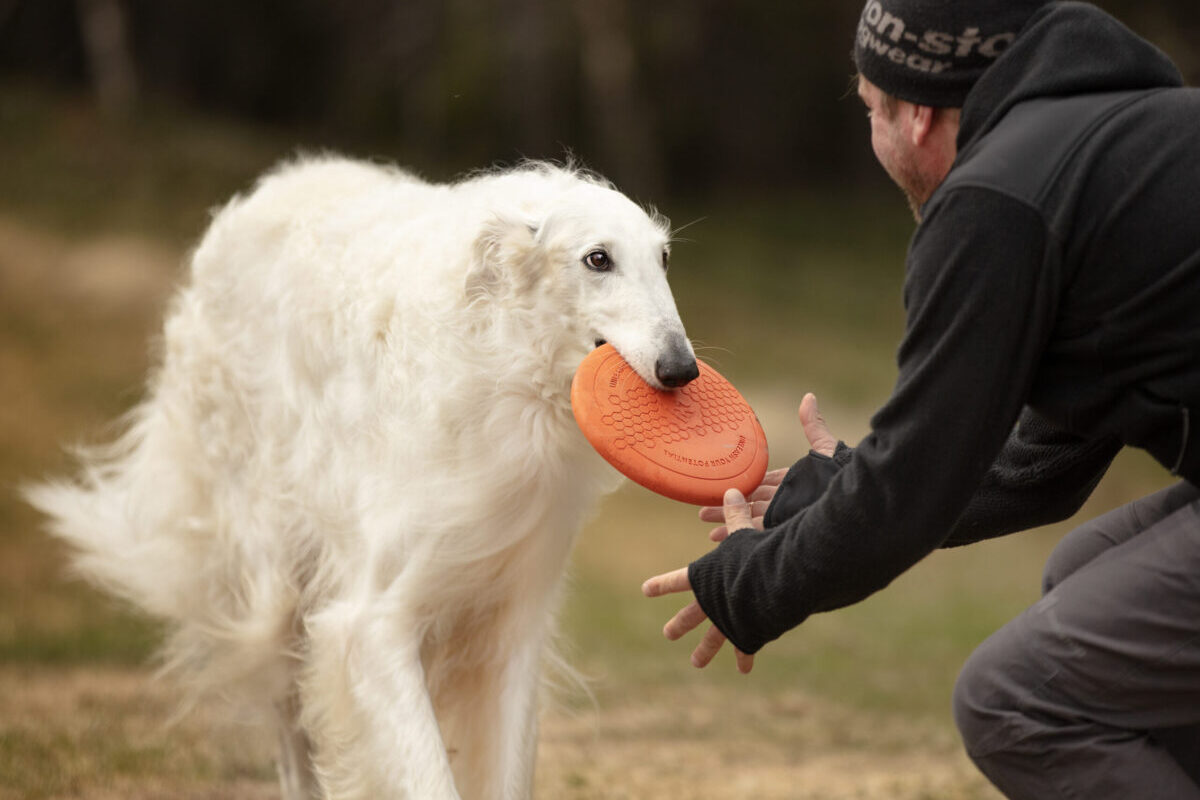 Een grote witte hond komt de het frisbee speeltje naar zijn baasje brengen.