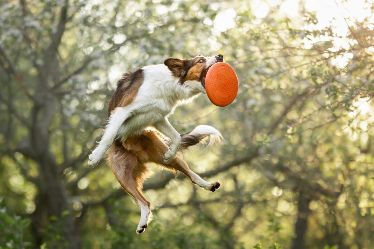 Tricolor hond vangt al springend een flexibele frisbee in de lucht