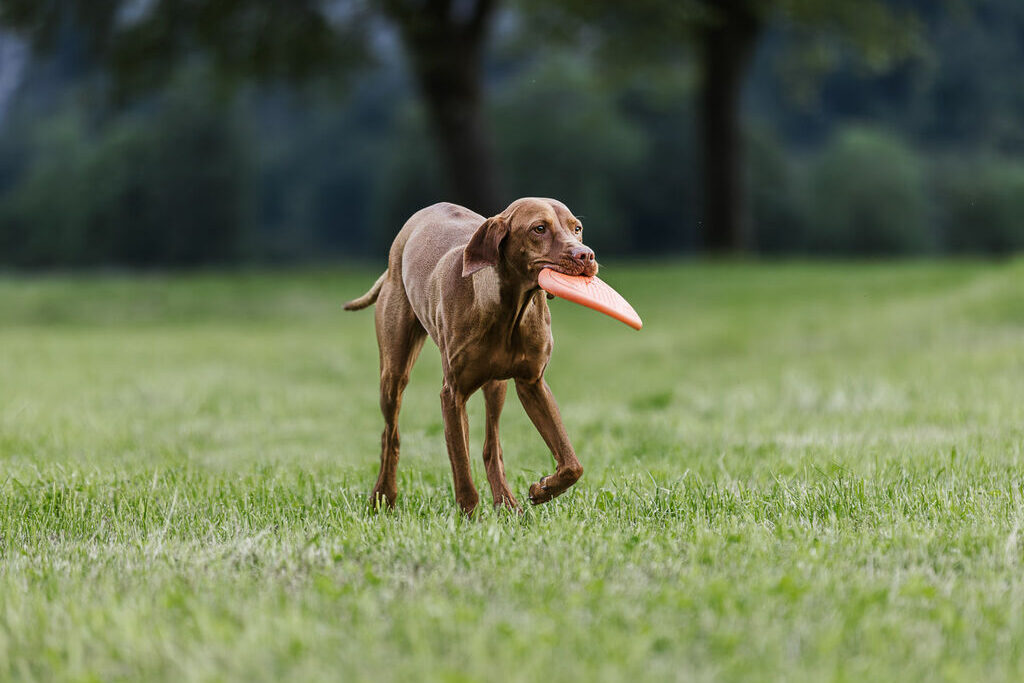 Viszla trippelt in een grasveld met de Flying Disk van Non-stop dogwear in haar muil.
