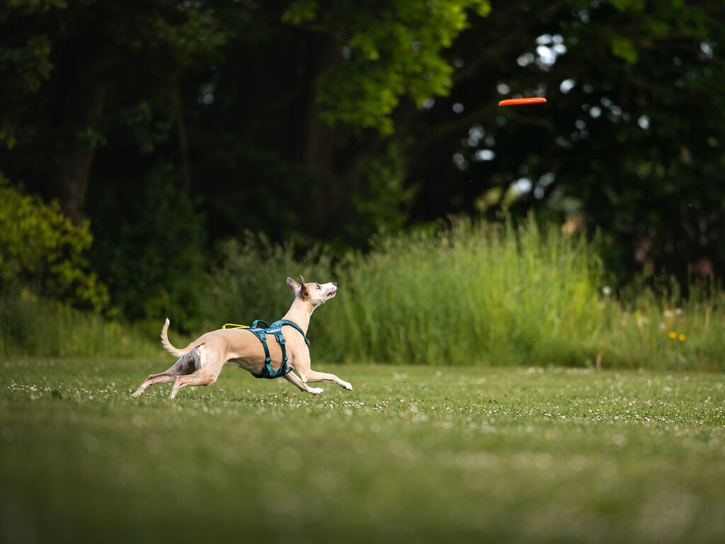 Whippet rent achter de oranje frisbee aan