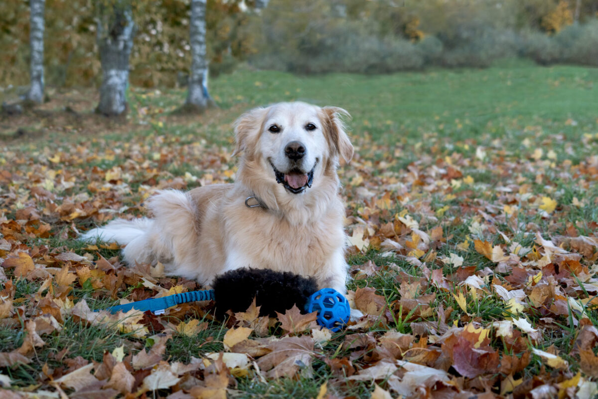 Foto van een golden retriever met het Wooly trekspeeltje met schapenvacht, liggend in de herfst tussen de bladeren