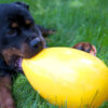 Rottweiler kauwt aan een gele, plastic hondenbal.