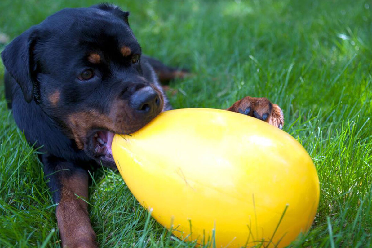 Rottweiler kauwt aan een gele, plastic hondenbal.