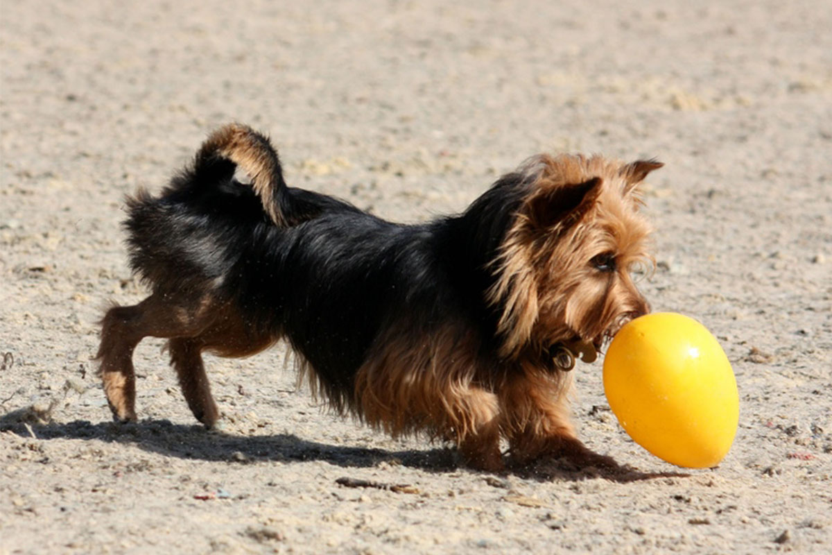 Spelende Yorkie met een gele bal op het strand.