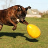 Bruine boxer hond speelt buiten met de gele, harde Jolly Egg in het gras.