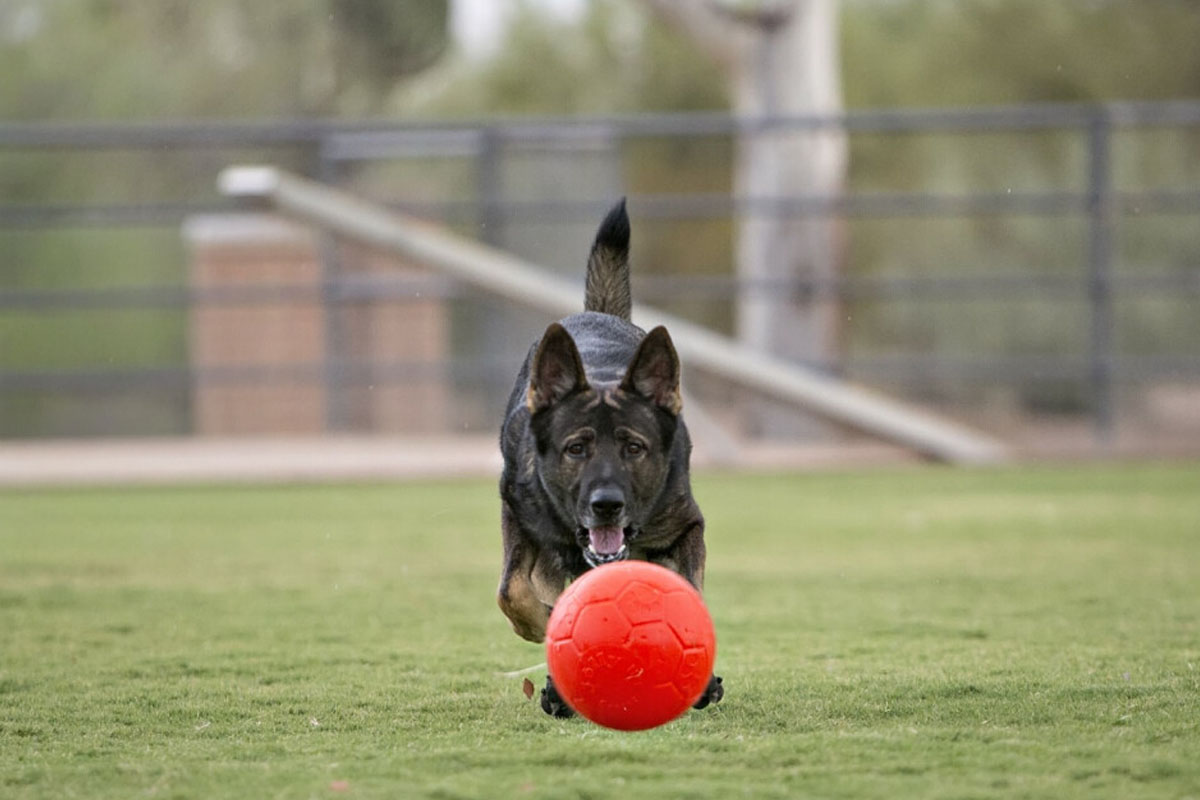 Spelende donkere hond met de Jolly Soccer Ball in de kleur oranje, achtergrond is een agility-veld.