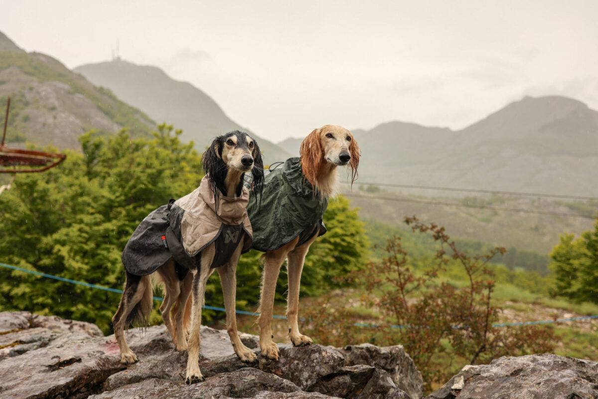 Twee saluki's in de bergen poseren stilstaand, maar doorweekt van de regen met een regenjas aan van Non-stop dogwear. De jas op de voorgrond is de Fjord Raincoat 2.0 in de kleur grijs.