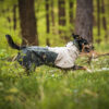 Hond rent met zijn regenjas door laag struikgewas in het bos.