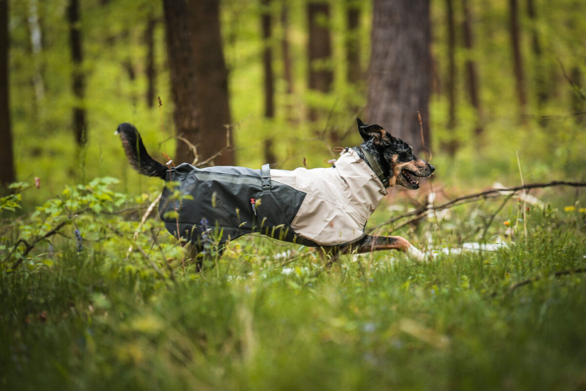 Hond rent met zijn regenjas door laag struikgewas in het bos.