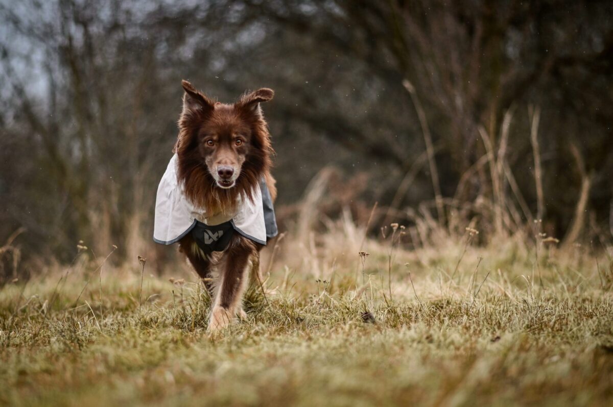 Hond stapt voorwaarts in de richting van de fotograaf, de hond draagt een kwalitatieve jas.