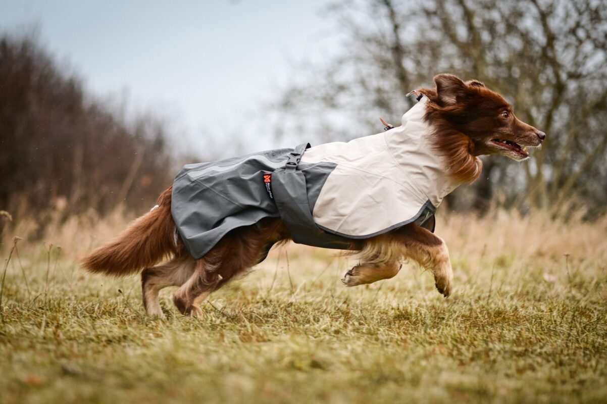Bruine border collie rent naar rechts met zijn grijze regenjasje aan.