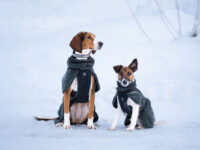 Twee honden zitten in de sneeuw (een beagle en een jack-russel) en dragen de Wool Dog Jacket (kleur: Teal) van Non-stop dogwear.