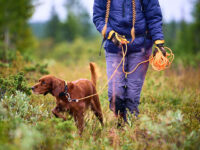 Vrouw wandelt met lange leiband op de heide met haar bruine hondje.
