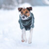 Jack Russel in de sneeuw met een donkergroene (teal) hondenjas uit merinowol.