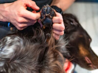 Een bruine hond ligt op zijn rug, een mens smeert een dun laagje balsem op de voorpoot van de hond.