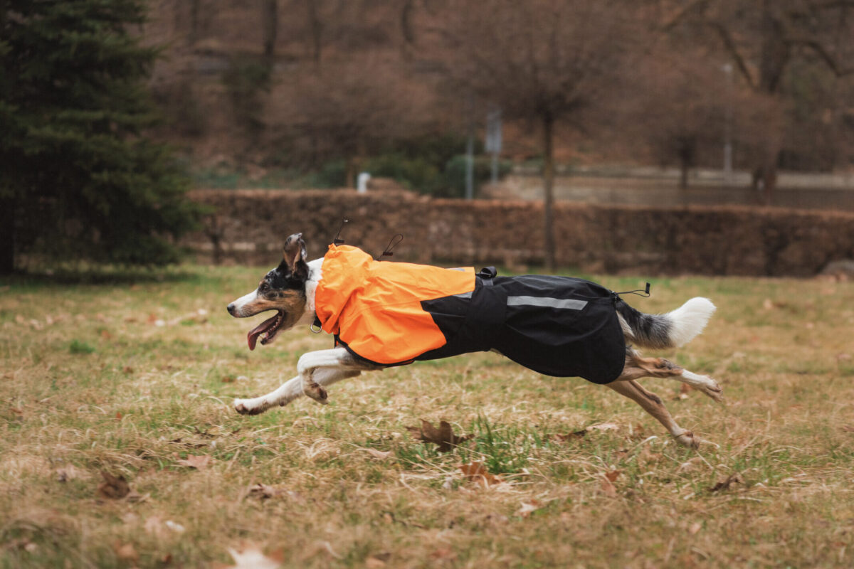 Border collie trekt een sprintje op een grasveld en draagt een regenjas van Non-stop dogwear in het oranje - zwart.