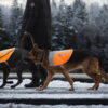 Vrouw wandelt in de sneeuw met twee Duitse herders die elk een fluohesje dragen.