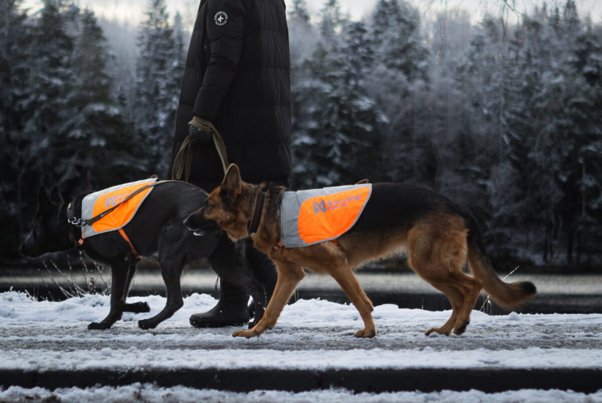 Vrouw wandelt in de sneeuw met twee Duitse herders die elk een fluohesje dragen.