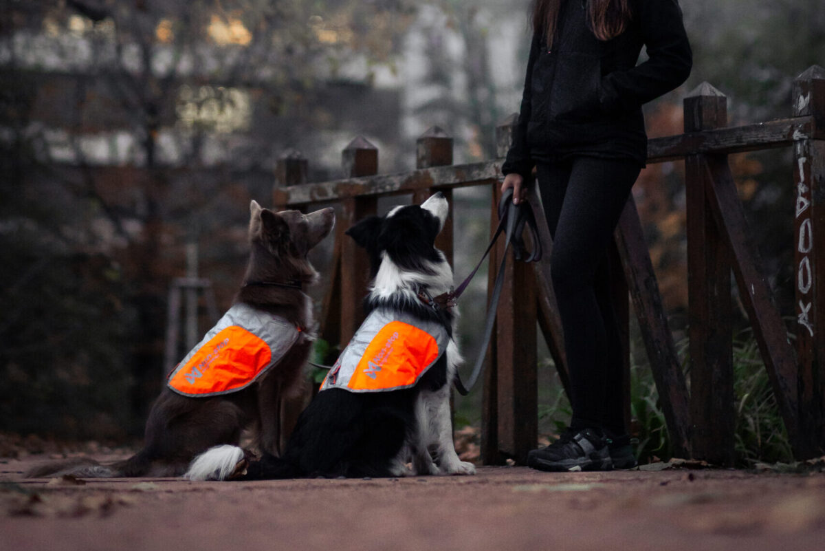 Twee bordercollies zitten aangelijnd naar hun baasje te kijken, elke hond draagt een fluohesje.