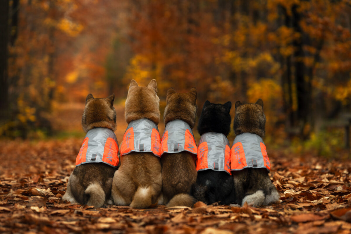 Vijf shiba inu honden zitten met hun rug naar de fotograaf en kijken naar het bos. Elk van hen draagt een fluohesje.