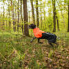 Foto van een rennende hond in het bos met een jas aan van Non-stop dogwear.