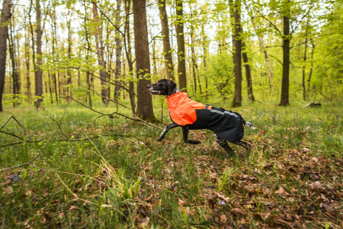 Foto van een rennende hond in het bos met een jas aan van Non-stop dogwear.
