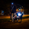 Twee honden wandelen in het donker naast hun baasje en ze dragen een reflecterend fluo veiligheidshesje.