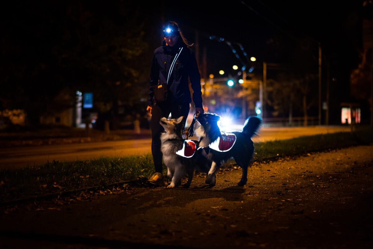 Twee honden wandelen in het donker naast hun baasje en ze dragen een reflecterend fluo veiligheidshesje.
